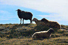 Vier_Schafe