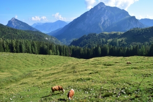 Rinnkogel (1823m)