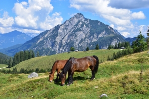 Pferde vor dem Rinnkogel (1823m)