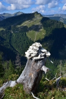 Steinmandl auf Baumstumpf