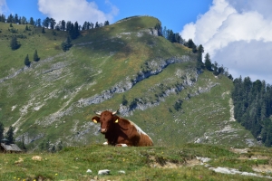 Kuh vor dem Wieslerhorn (1603m)