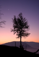 Tree, Moon and Fog at Dawn
