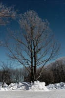 Moonlit Tree with Stars in Winter