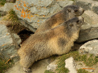 Murmeltiere
