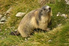 Murmeltiere