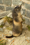 Murmeltiere