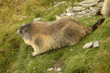 Murmeltiere