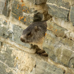 Murmeltiere