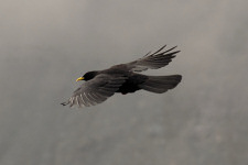 Rabe im Flug