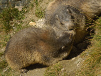 Eine Murmeltierliebe?