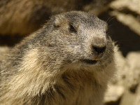 Murmeltierportrait
