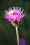 Alpendistel mit Falter