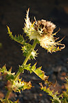 Alpen-Kratzdistel