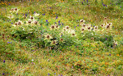 Alpen-Kratzdisteln