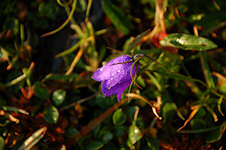 Scheuchzers Glockenblume