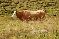 Kühe auf der Alm