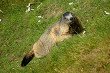Murmeltier