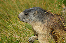 Murmeltier