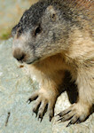 Murmeltier