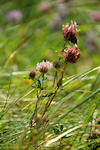 Alpen-Wiesenklee