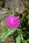 Alpendistel mit Biene