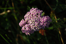 Bergblumen