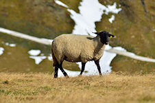 Glocknerschaf