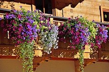 Blumenschmuck in Dienten
