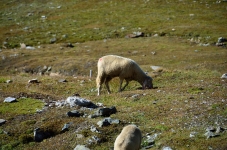 Schaf