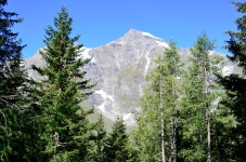 Großes Wiesbachhorn hinter Baeumen