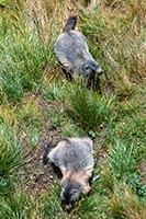 Murmeltiere