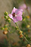 Rosen-Malve mit Biene