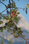 Vogelbeeren vor dem Kalbling